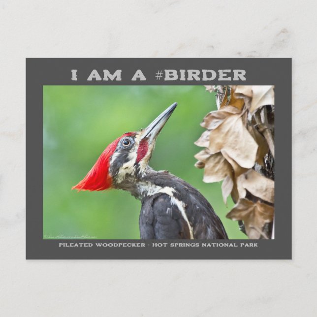Nature Photography Pileated Woodpecker Birder Card (Front)