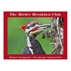 Nature Photography Pileated Woodpecker Birder Poster