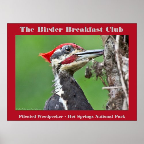 Nature Photography Pileated Woodpecker Birder Poster