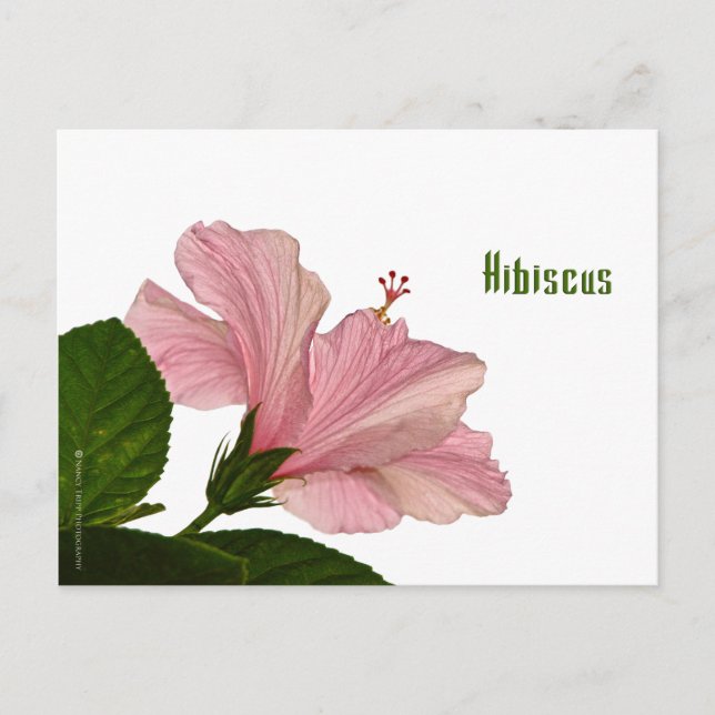 Nature Photography Pink Hibiscus Closeup Photo Postcard (Front)