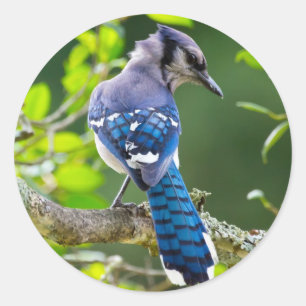 Nature Photography Shy Blue Jay Apparel Gifts Classic Round Sticker