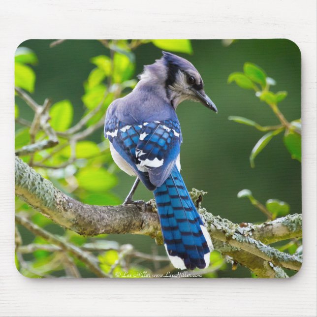 Nature Photography Shy Blue Jay Apparel Gifts Mouse Pad (Front)