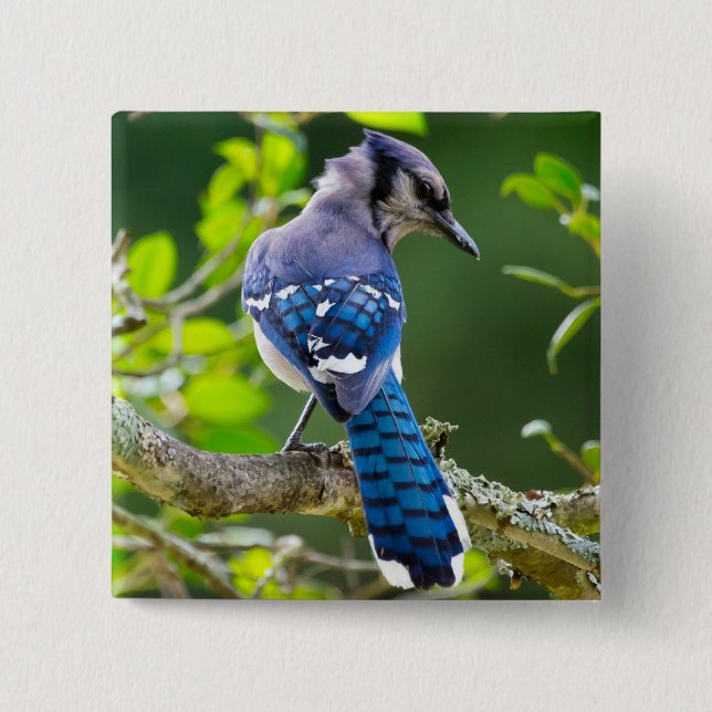 Nature Photography Shy Blue Jay Apparel Gifts Pinback Button (Front)
