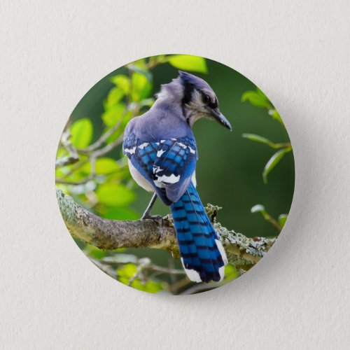 Nature Photography Shy Blue Jay Apparel Gifts Pinback Button