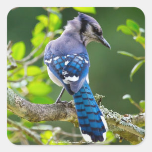 Nature Photography Shy Blue Jay Apparel Gifts Square Sticker