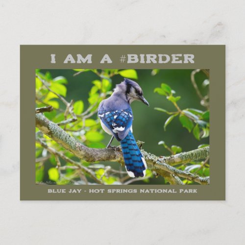 Nature Photography Shy Blue Jay Birder Card