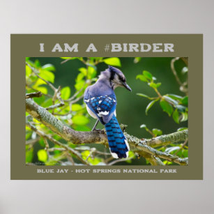 Blue Jay Poster, Zazzle