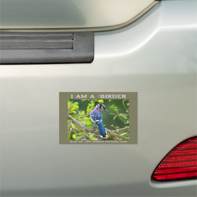 Nature Photography Shy Blue Jay Birder Poster Car Magnet (In Situ)