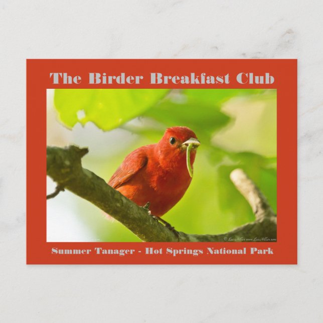 Nature Photography Summer Tanager Birder Postcard (Front)