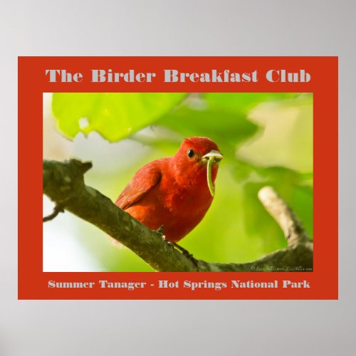 Nature Photography Summer Tanager Birder Poster