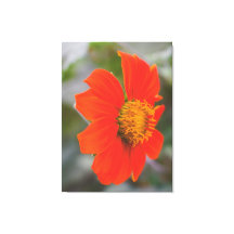 Nature Photography Vibrant Warm Orange Flower
