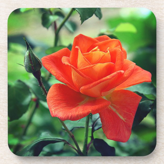 Nature Pink Rose Flower-46458 Beverage Coaster (Front)