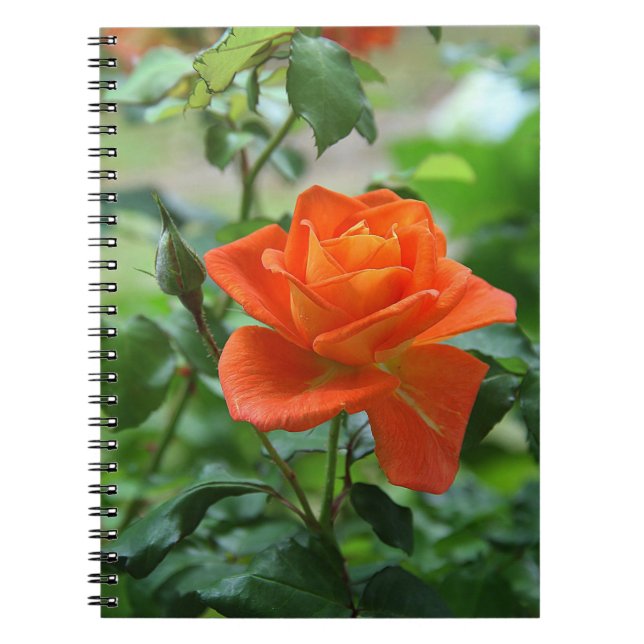Nature Pink Rose Flower-46458  Notebook (Front)