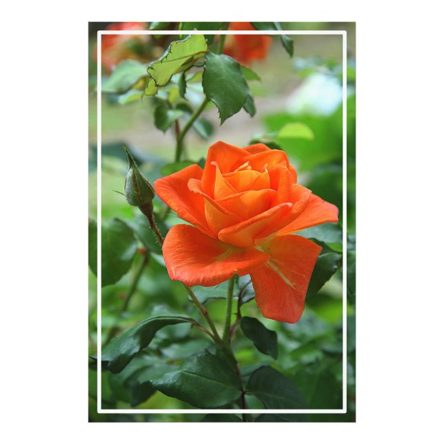 Nature Pink Rose Flower-46458  Photo Print (Front)