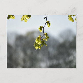 Nature  postcard