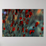 Nature Poster at Zazzle