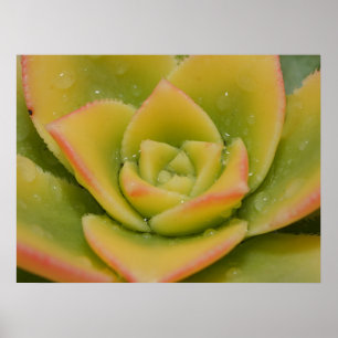 Nature’s Geometry Emerald Succulent Wall Print
