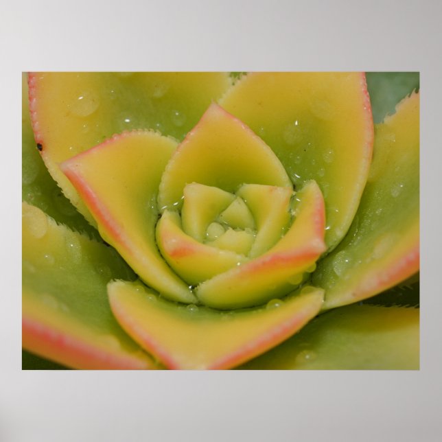 Nature’s Geometry Emerald Succulent Wall Print (Front)
