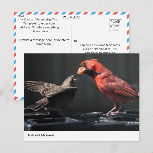 Nature’s Moment: Cardinal and Sparrow Interaction Postcard (Front/Back)