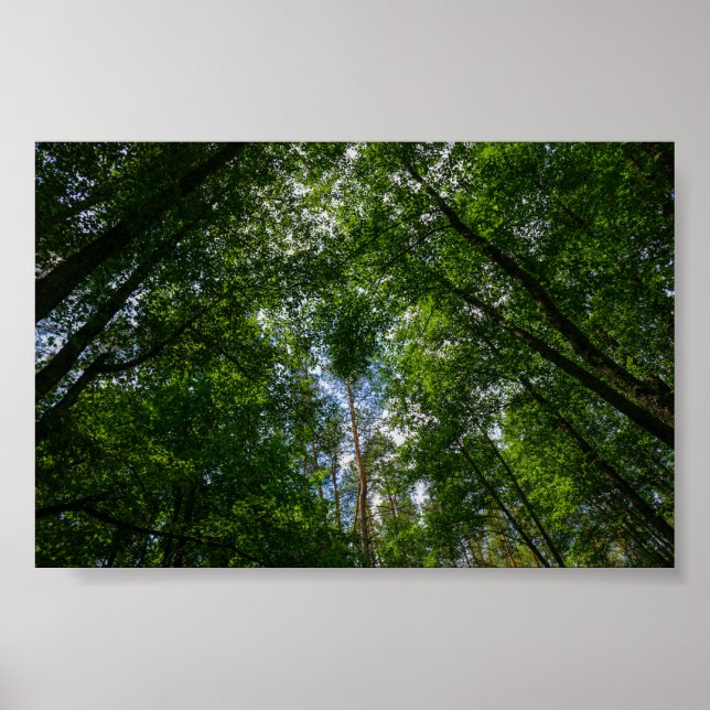 Nature Scenery Landscape Forest Belarus Poster (Front)