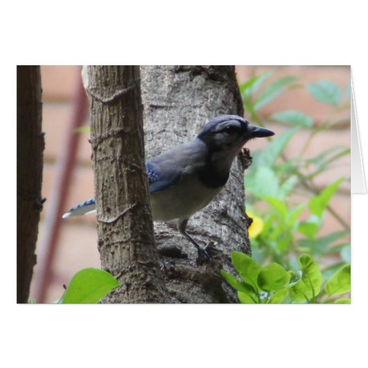 Nature Series, Blue Jay in Tree (Front Horizontal)