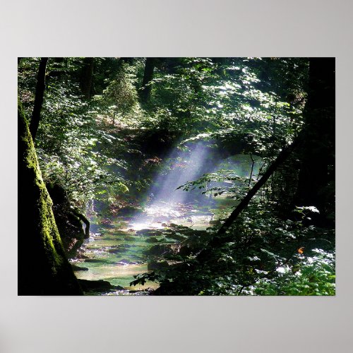 Nature Sunlight Through Trees On Creek Poster