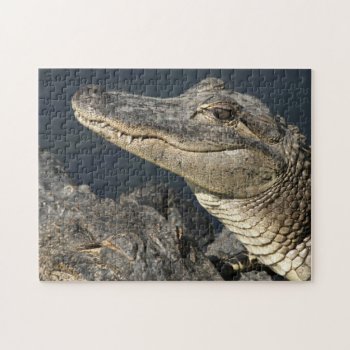 Nature Theme Live Alligators Puzzles For Adults by idesigncafe at Zazzle
