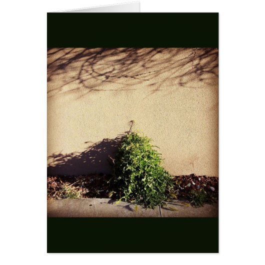 Nature thrives in Santa Fe, NM (Front)