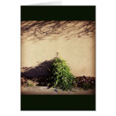 Nature thrives in Santa Fe, NM Cards (Front)