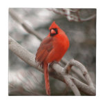 Nature Tile<br><div class="desc">I love to photograph nature and its beauty. It is what i love to do.</div>