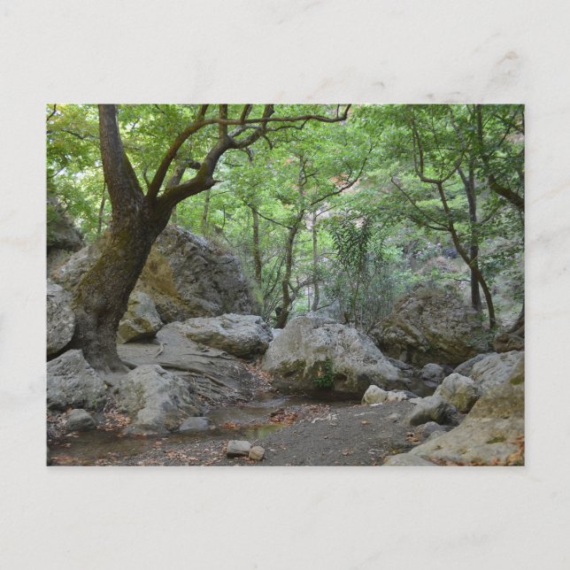 Nature Walk Postcard (Front)