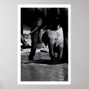Nature Wall Art Print Elephant Calf at Water’s