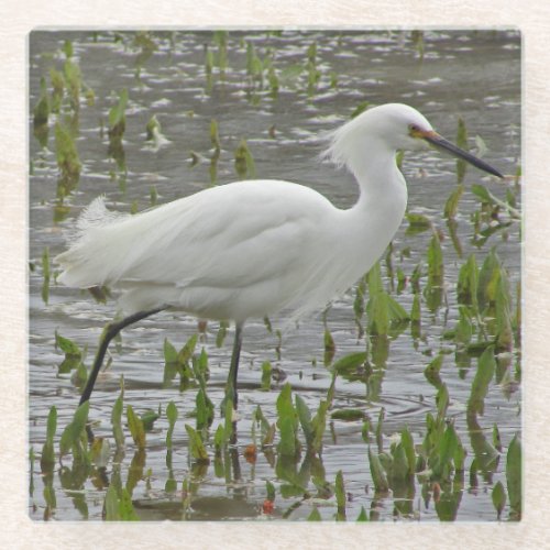 Nature White Wading Bird Photo Large Egret Glass Coaster