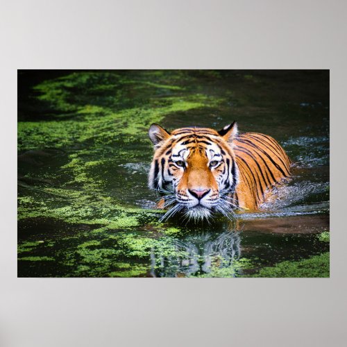 Nature Wildlife Bengal Tiger In Water Photography Poster