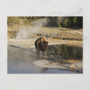 Nature Wildlife Photo American Bison Yellowstone Postcard