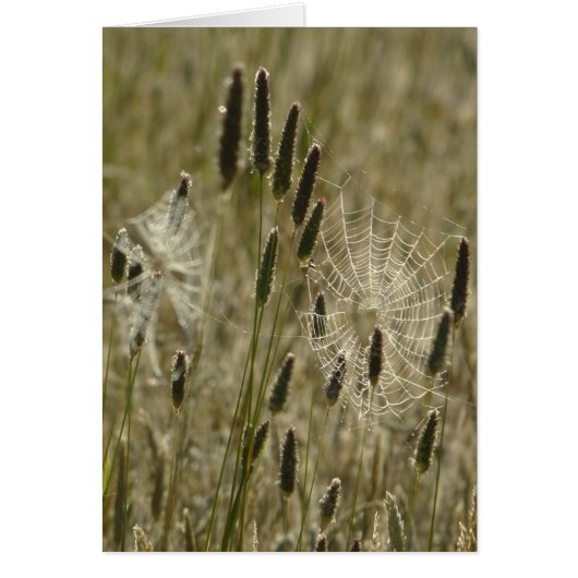 Nature's Artists Cards (Front)