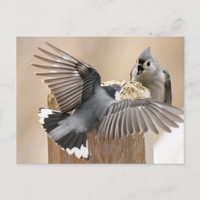 Nature's Ballet: A Dance of Feathers Postcard (Front)