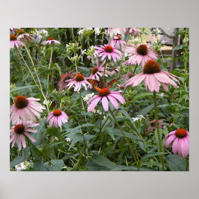 Nature's Best, Butterfly and Pink Daisies Poster (Front)