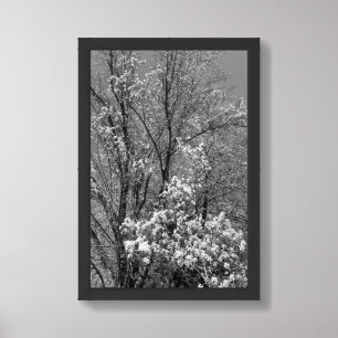 Natures Bloom in Black and White Framed Art