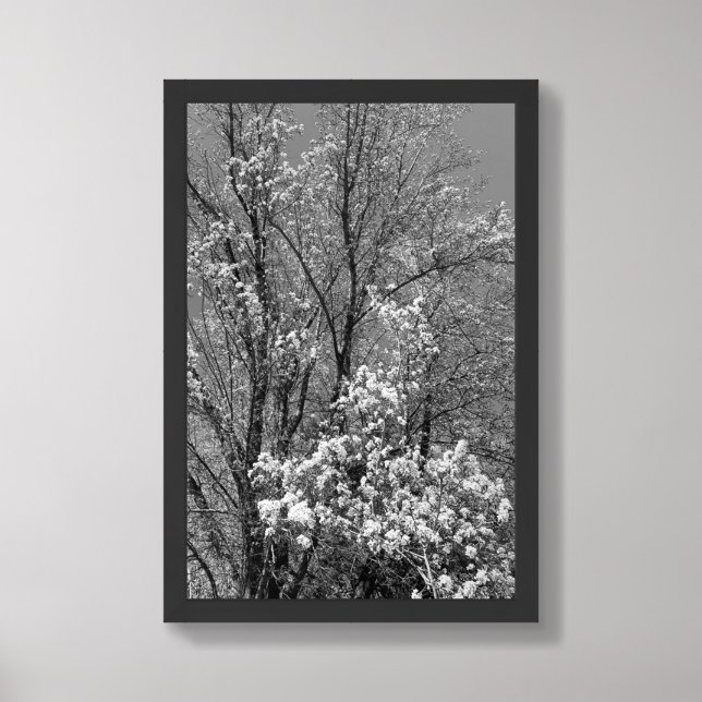 Natures Bloom in Black and White Framed Art (Framed Front)