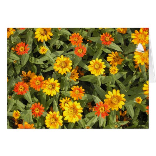 Nature's Bouquet Series (Fall) Cards (Front Horizontal)