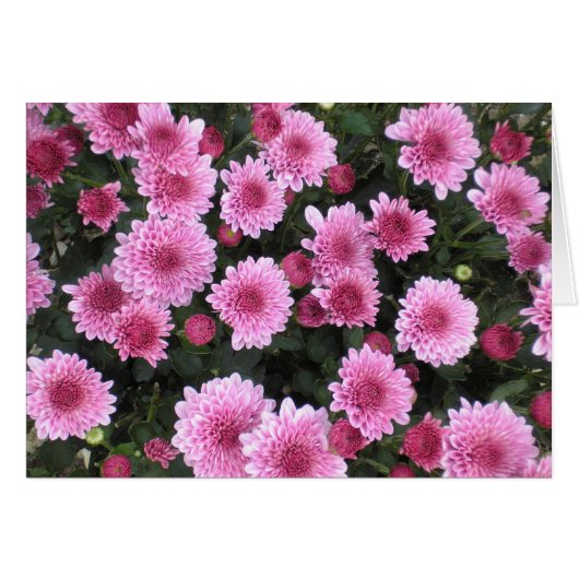 Nature's Bouquet Series (Spring) Cards (Front Horizontal)