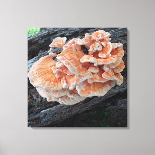 Natures chicken of the woods edible mushroom canvas print