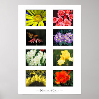 Natures Colors Poster