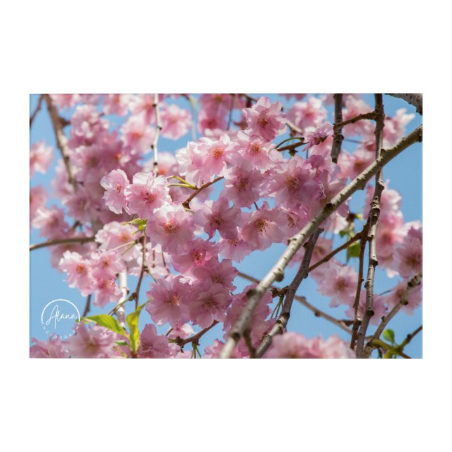 Nature's delicate artistry Acrylic Wall Art (Front)