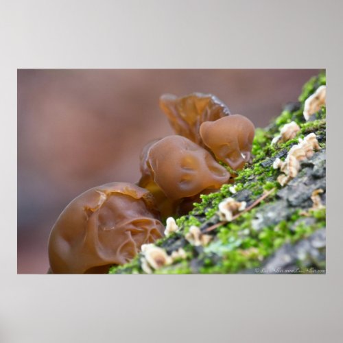 Natures Edvard Munch The Scream Gel Fungus Poster