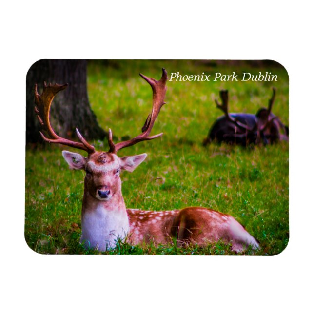 Nature's Majesty in Phoenix Park Magnet (Horizontal)