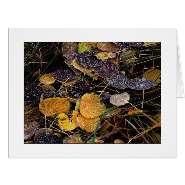 "Nature's Popsicles" Cards (Front Horizontal)