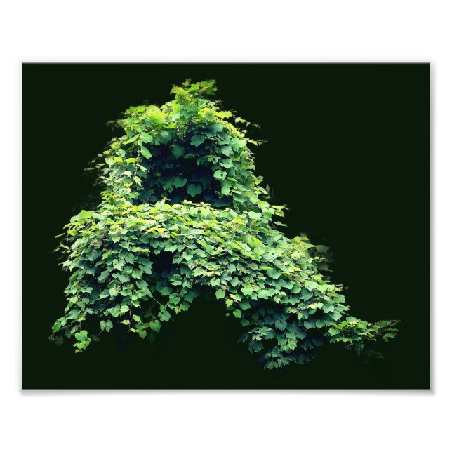 Nature's Throne Wild Leafy Vines 8x10 Photo Print (Front)