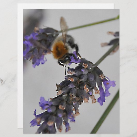 Natures Wonderful Workers (Front/Back)